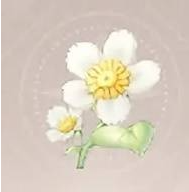 无限暖暖小绵菊获取攻略