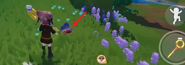 飞行鞭炮虫分布